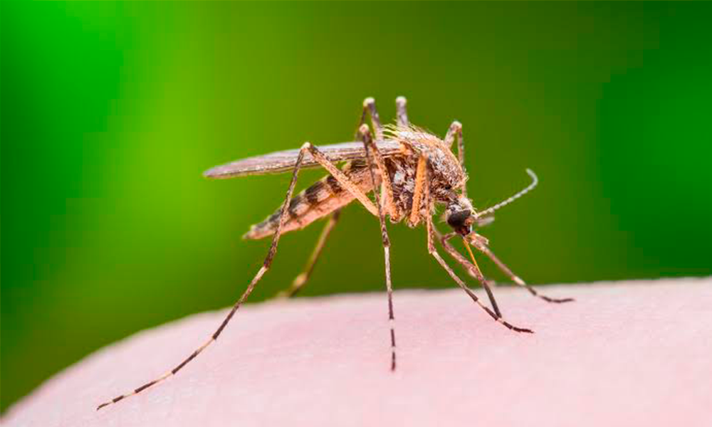 Agua estancada en barranca Las Ánimas podría propagar casos de dengue
