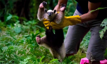 Liberan al oso hormiguero hallado en la Sierra Norte