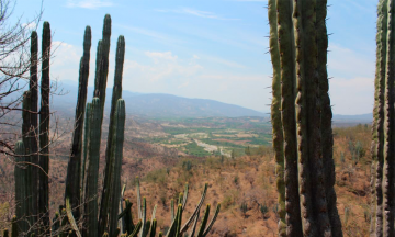 Mole de la Biósfera de Tehuacán va para Estados Unidos