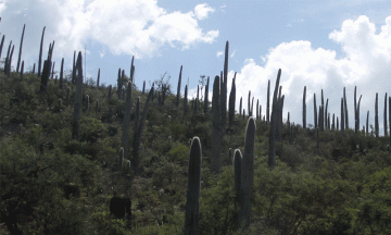 Invaden asentamientos irregulares a reservas en región de Tehuacán