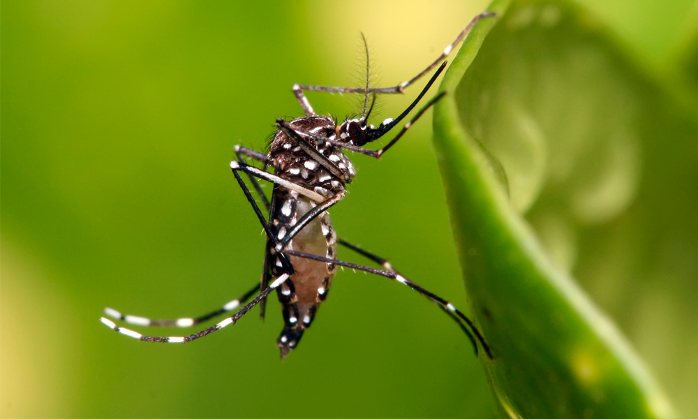 Registra Zapotitlán Salinas 13 casos de dengue