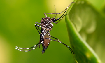 Registra Zapotitlán Salinas 13 casos de dengue