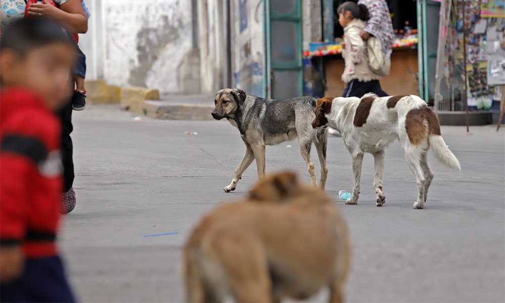 Protectores de animales denuncian desaparición de perros en Huauchinango