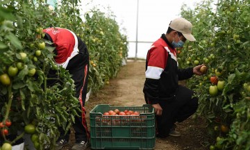 Invernadero de jitomate beneficia a 54 familias en Tepeyahualco
