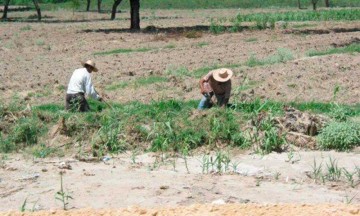 500 hectáreas de maíz y frijol se pierden en Cuayucatepec ante sequía