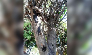 Afecta plaga de hongo negro en Tehuacán