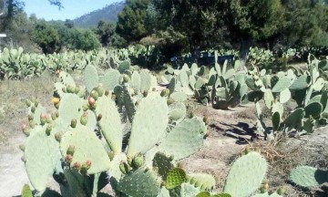 San Sebastián Villanueva, el corazón tunero de México