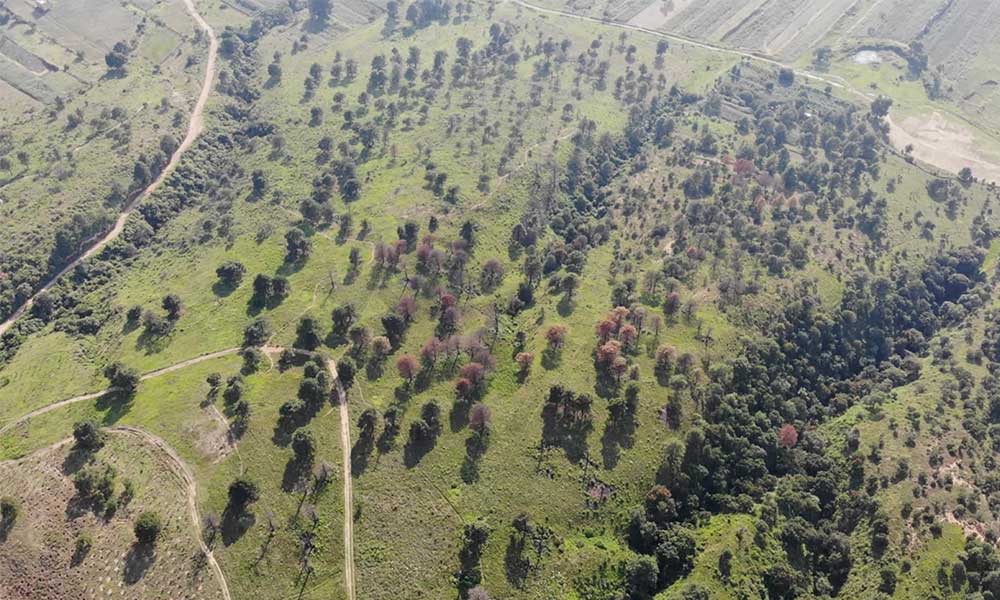 Por plaga, talarán 400 árboles del Cerro Zapotecas