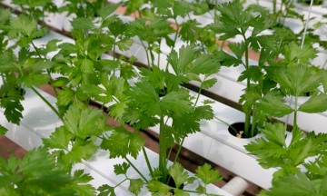 Se reduce 85% producción del cilantro en Cuayucatepec