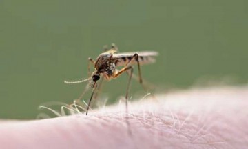 Por dengue, crece 500% la venta de paracetamol en Tehuacán