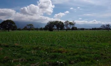 Empresa china renta tierras abandonadas en Tepanco de López