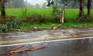 Caen varios árboles en caminos de Hueyapan