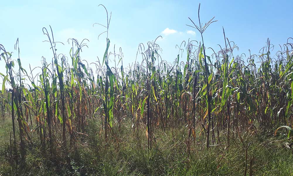 Ante lluvias, prevén aumento al precio del maíz