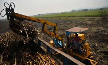 Cañeros de la Mixteca esperan inicio de la zafra