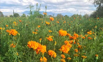 Granizo afecta la flor de cempasúchil en Tepeaca