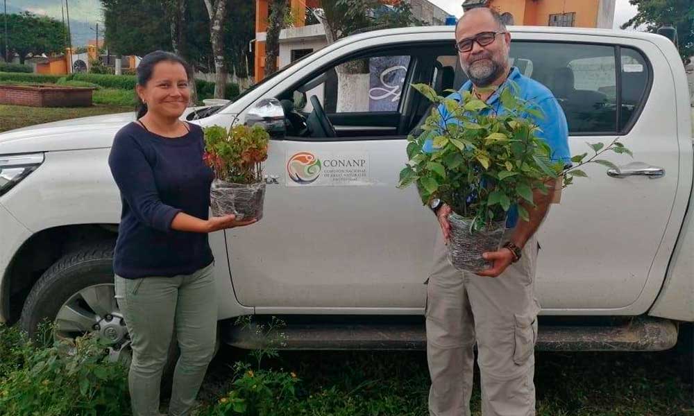 Conanp dona plantas para reforestación en Xicotepec
