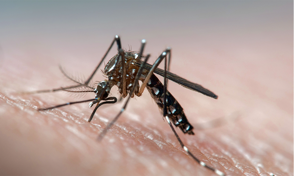 La Mixteca registra 71 casos de dengue