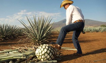 Escasean piñas para producir mezcal en Xoyatla
