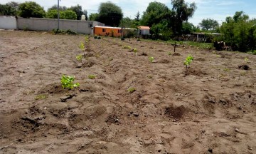 Regresa la actividad vinícola a la zona de Tehuacán