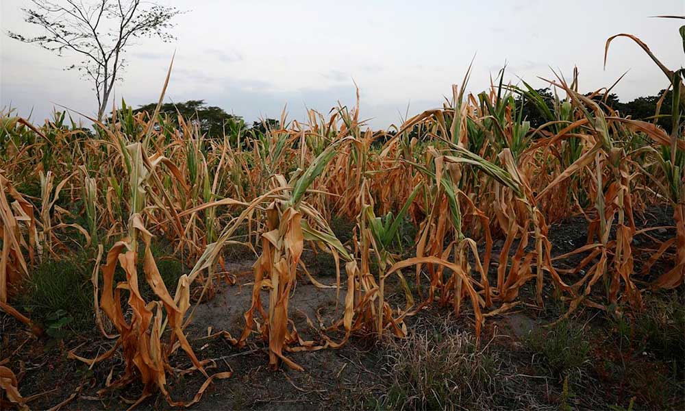 Registran varias cosechas perdidas por sequías en La Mixteca