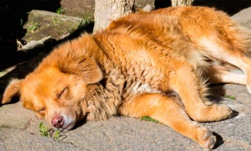 Reportan a tres mil perros callejeros en San Andrés Cholula