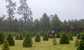 [Fotorreportaje] Ahuazotepec, donde la Navidad se hace sustentable