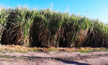 Reactivan zafra en Izúcar de Matamoros