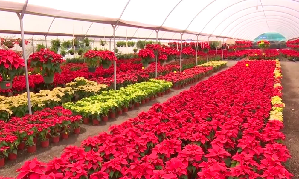 Más de 80 mil flores de Nochebuena se ofertan en Tenango