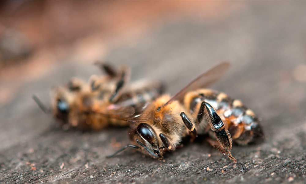 Por químicos, baja 20% población de abejas en Tehuacán