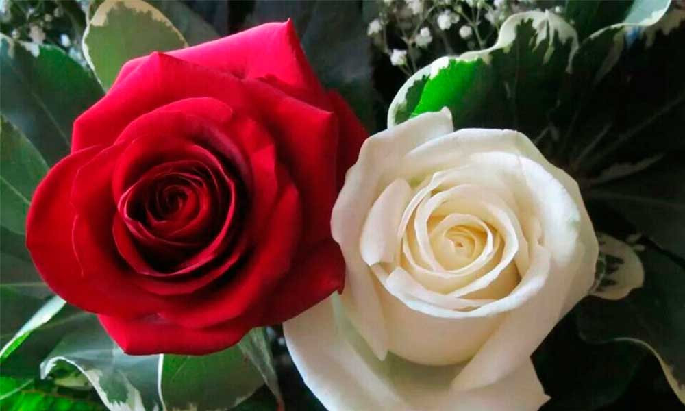 Aumenta venta de rosas de Atlixco el Día de la Virgen 