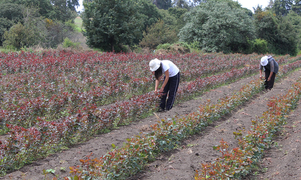 Heladas afectan a productores de rosas en Chiautzingo