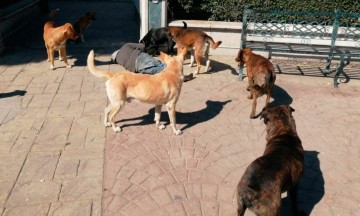 Denuncia TAC anomalías por autoridades de Tehuacán al atender caso de zoofilia