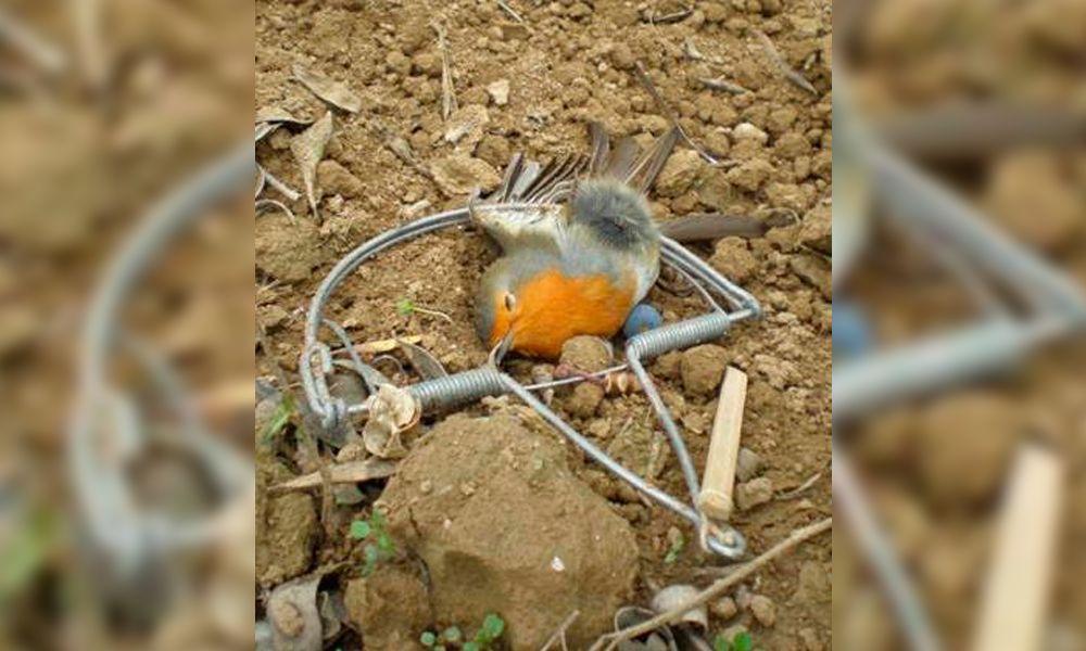 Pobladores reportan caza ilegal de aves silvestres