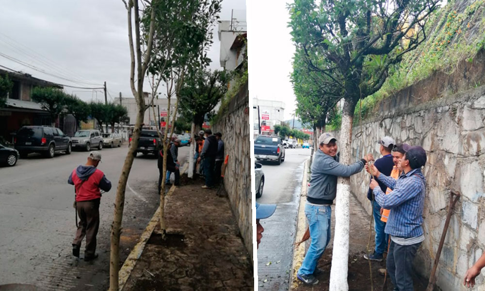 Desplantan 150 árboles de vialidad en Huauchinango