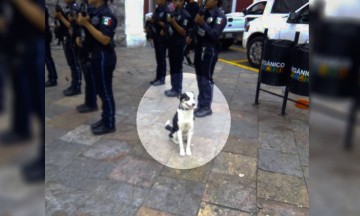 Envenenan a Ktarino, perro policía de Atlixco