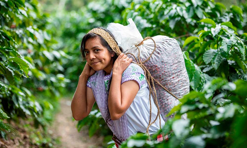 Poblanas se empoderan a través del cultivo de café