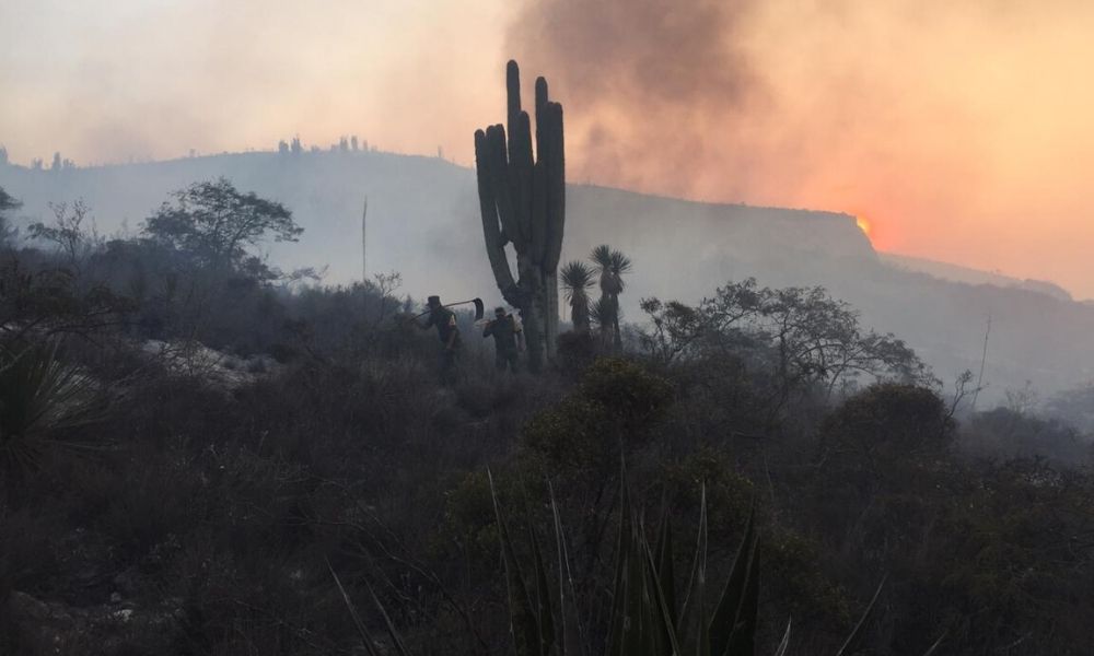 Registran el primer incendio forestal en la Reserva de la Biósfera este año