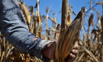 "Ante pandemia, debe gobierno ayudar a los campesinos"