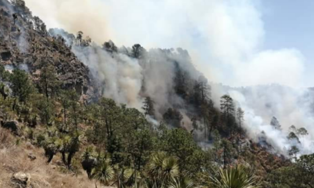 Altas temperaturas incendian bosques; en Puebla se reportan cinco