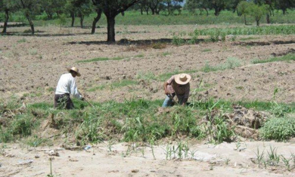 Más de 120 hectáreas perdidas registra la región de Tehuacán por covid-19