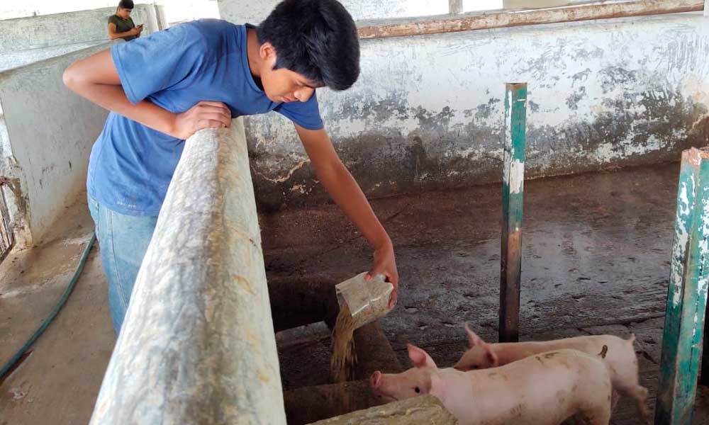 Impulsan producción de porcinos en escuela de Teco