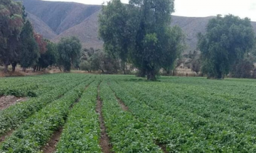 Coronavirus y granizada pega al campo de Tecamachalco