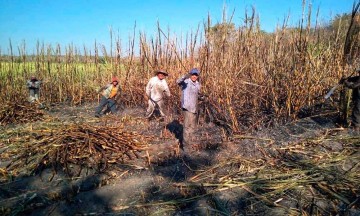 Reconocen a trabajadores por concluir cosecha de zafra