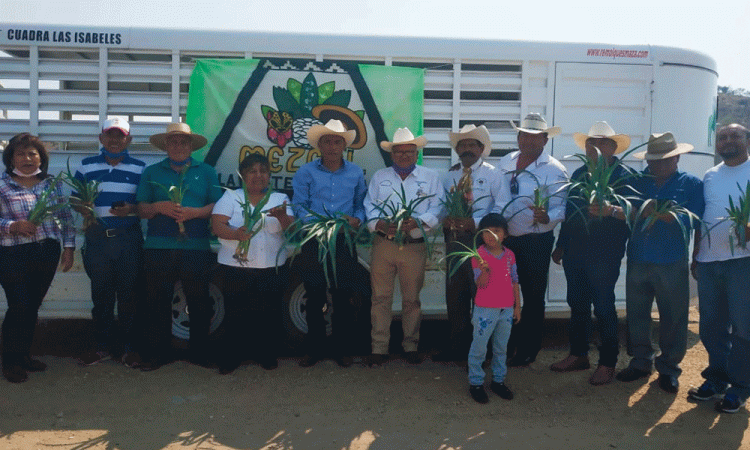 Buscan impulsar a Acatlán como productor de agave