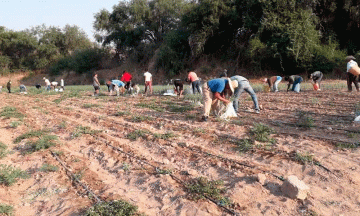 Productores regalan cosecha ante cierre de mercados regionales