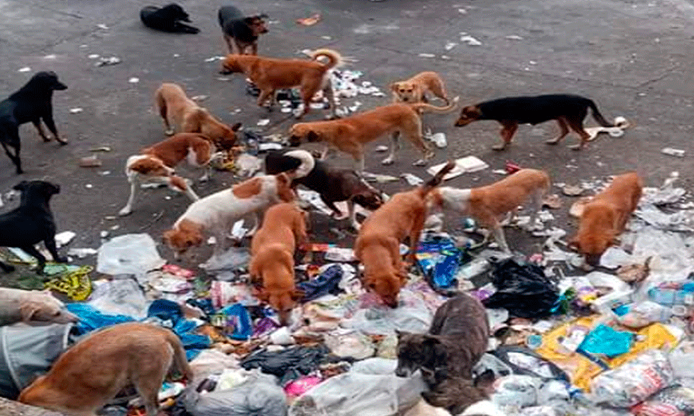 En Huauchinango, perros callejeros van en aumento durante pandemia