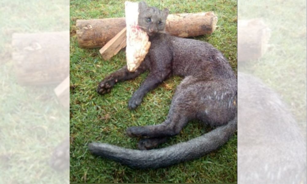 Piden investigar caza de Jaguarundi en Huauchinango 