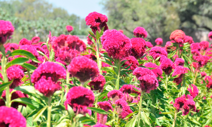 Reducen siembra de flor de muerto en Tehuac&aacute;n 