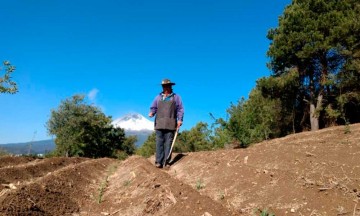 Se desploma la venta del maíz en Calpan