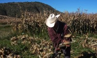 Se desploma la venta del maíz en Calpan 